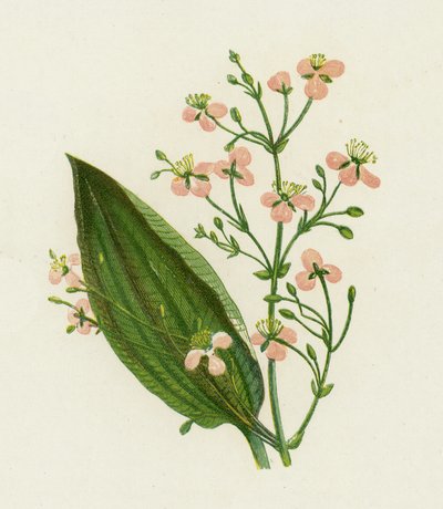 素晴らしい水オオバコ、Alisma Plantago 作： English School